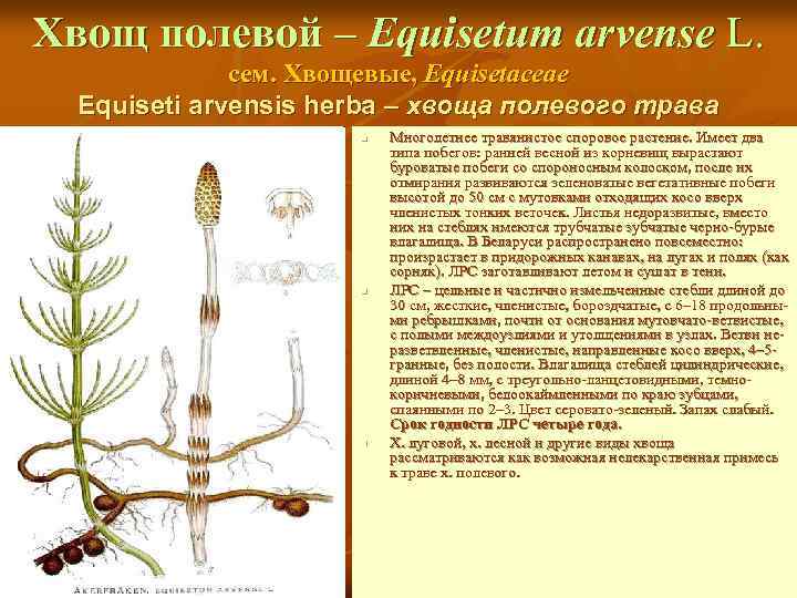 Хвощ полевой – Equisetum arvense L. сем. Хвощевые, Equisetaceae Equiseti arvensis herba – хвоща