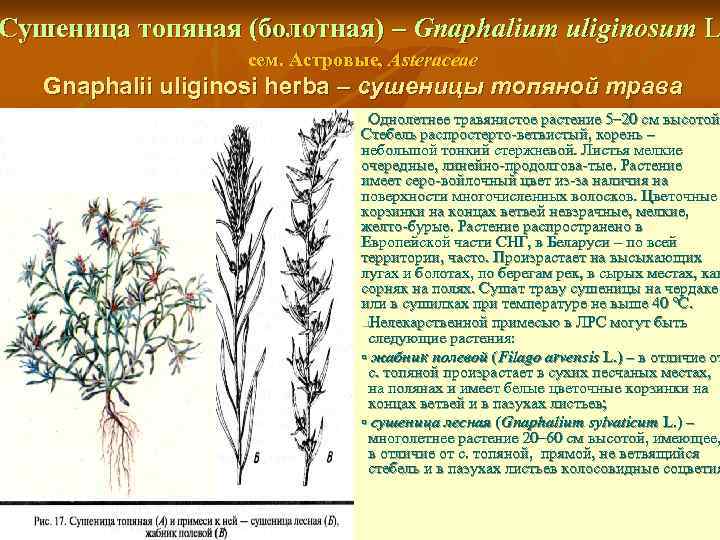 Сушеница топяная (болотная) – Gnaphalium uliginosum L сем. Астровые, Asteraceae Gnaphalii uliginosi herba –