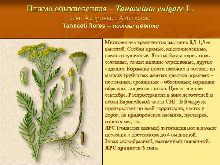 Пижма обыкновенная – Tanacetum vulgare L. сем. Астровые, Asteraceae Tanaceti flores – пижмы цветки
