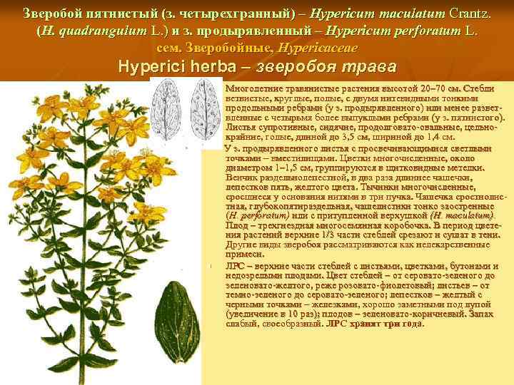 Зверобой пятнистый (з. четырехгранный) – Hypericum maculatum Crantz. (H. quadrangulum L. ) и з.