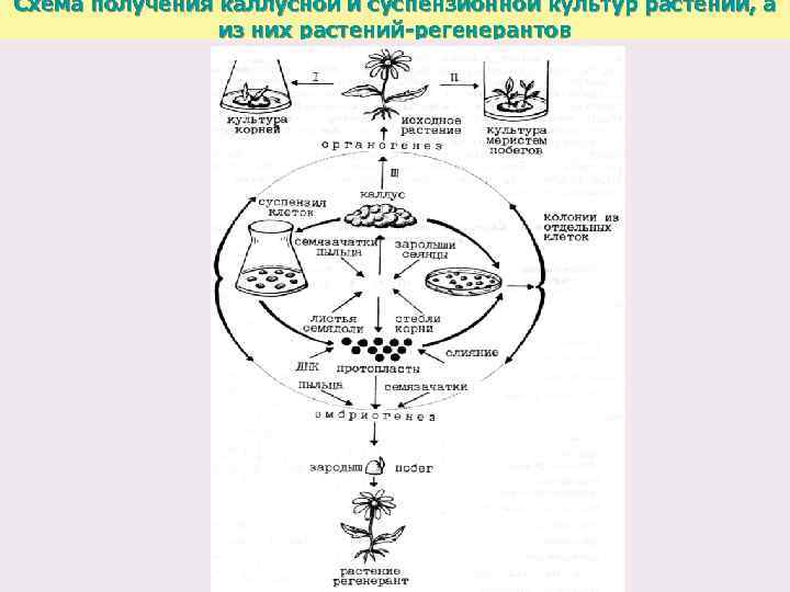 Схема получения каллусной и суспензионной культур растений, а из них растений-регенерантов 