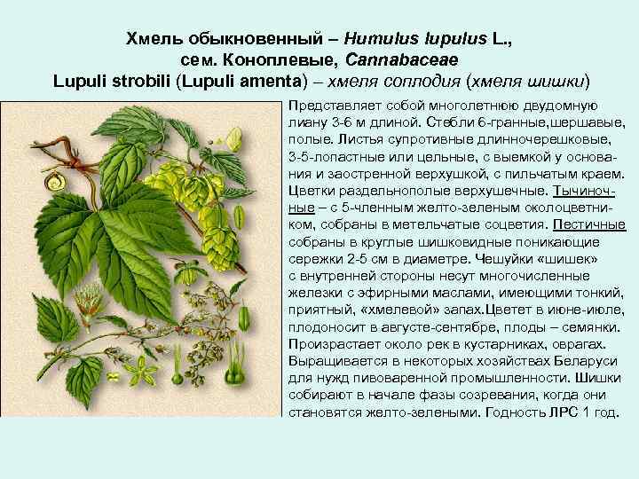 Хмель обыкновенный – Humulus lupulus L. , сем. Коноплевые, Cannabaceae Lupuli strobili (Lupuli amenta)