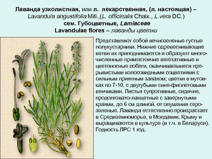 Лаванда узколистная, или л. лекарственная, (л. настоящая) – Lavandula angustifolia Mill. , (L. officinalis