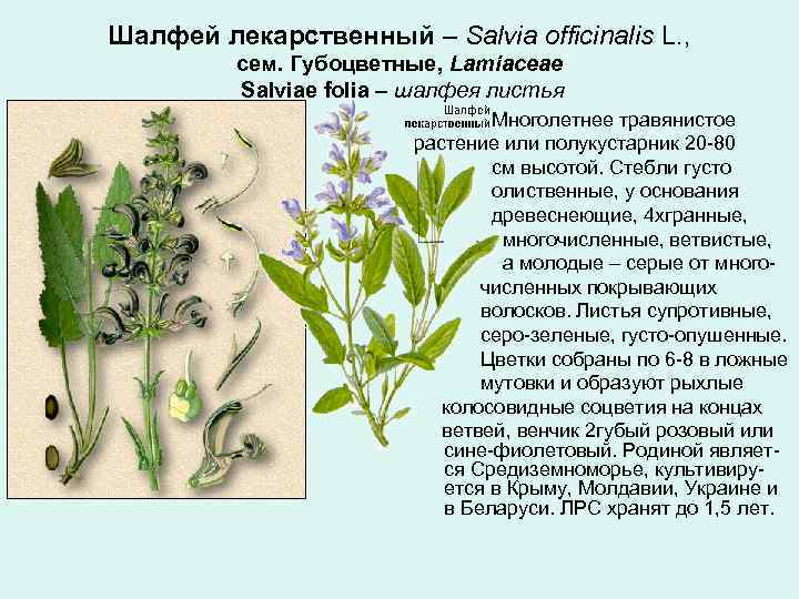 Шалфей лекарственный – Salvia officinalis L. , сем. Губоцветные, Lamiaceae Salviae folia – шалфея