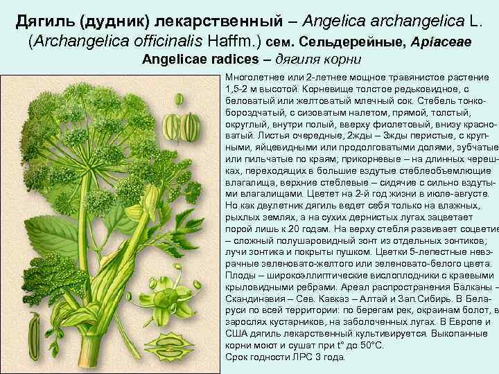 Дягиль (дудник) лекарственный – Angelica archangelica L. (Archangelica officinalis Haffm. ) сем. Сельдерейные, Apiaceae