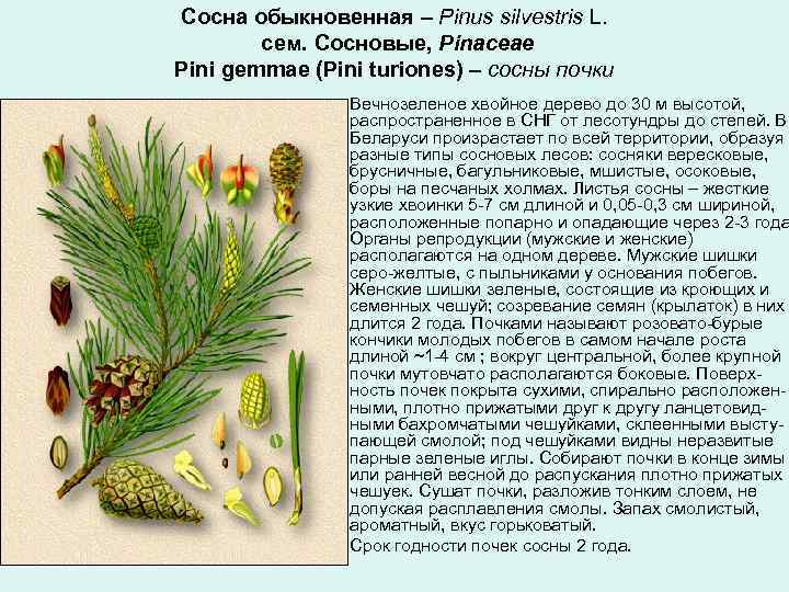 Сосна обыкновенная – Pinus silvestris L. сем. Сосновые, Pinaceae Pini gemmae (Pini turiones) –