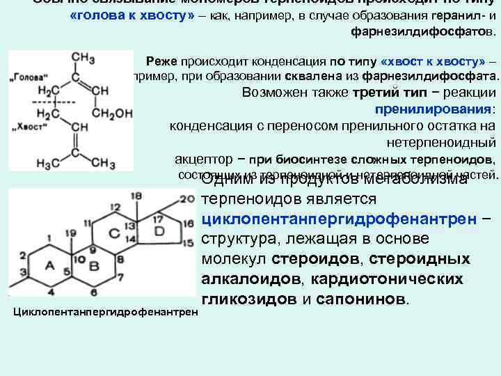 Обычно связывание мономеров терпеноидов происходит по типу «голова к хвосту» – как, например, в