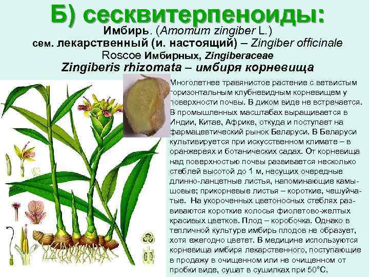 Б) сесквитерпеноиды: Имбирь. (Атотит zingiber L. ) сем. лекарственный (и. настоящий) – Zingiber officinale