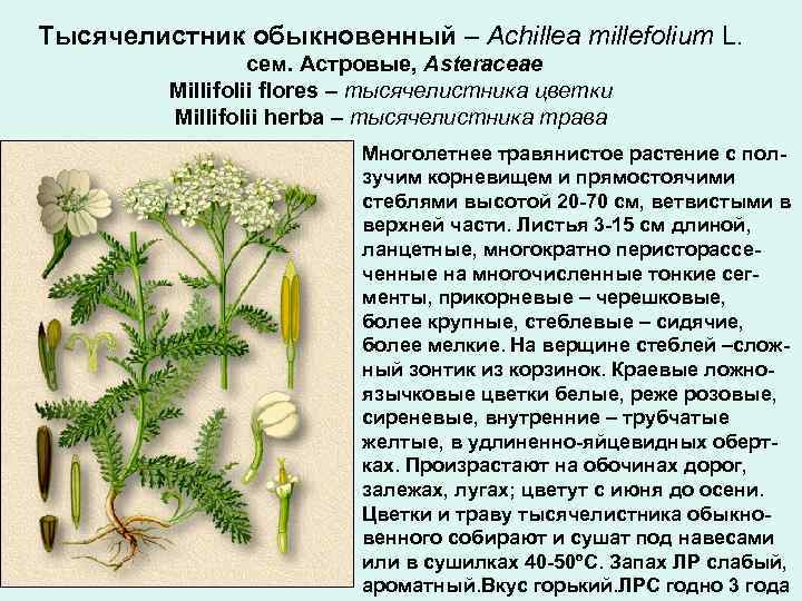 Тысячелистник обыкновенный – Achillea millefolium L. сем. Астровые, Asteraceae Millifolii flores – тысячелистника цветки