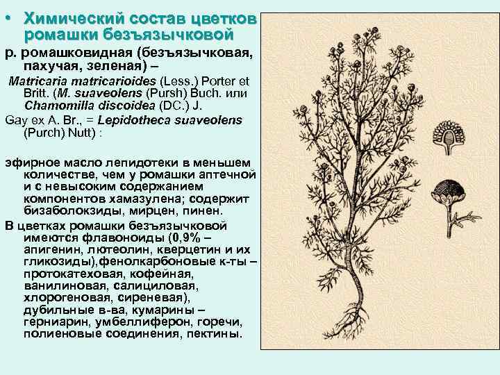  • Химический состав цветков ромашки безъязычковой р. ромашковидная (безъязычковая, пахучая, зеленая) – Matricaria