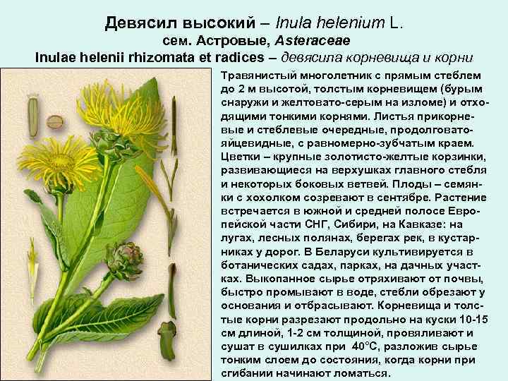 Девясил высокий – Inula helenium L. сем. Астровые, Asteraceae Inulae helenii rhizomata et radices