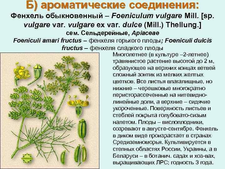 Б) ароматические соединения: Фенхель обыкновенный – Foeniculum vulgare Mill. [sp. vulgare var. vulgare ex