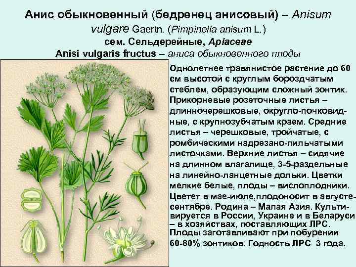 Анис обыкновенный (бедренец анисовый) – Anisum vulgare Gaertn. (Pimpinella anisum L. ) сем. Сельдерейные,