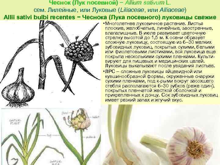 Чеснок (Лук посевной) − Allium sativum L. L сем. Лилейные, или Луковые (Liliасеае, или