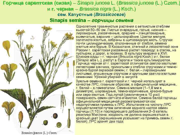 Горчица сарептская (сизая) – Sinapis juncea L. (Brassica juncea (L. ) Czern. ) и
