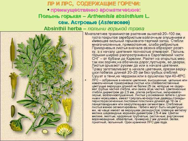 ЛР И ЛРС, СОДЕРЖАЩИЕ ГОРЕЧИ: • преимущественно ароматические: Полынь горькая – Arthemisia absinthium L.