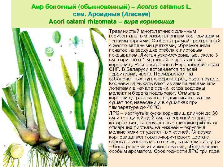 Аир болотный (обыкновенный) – Acorus calamus L. сем. Ароидные (Araceae) Acori calami rhizomata –