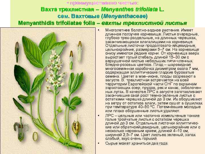  • преимущественно чистые: Вахта трехлистная – Menyanthes trifoliata L. сем. Вахтовые (Menyanthaceae) Menyanthidis