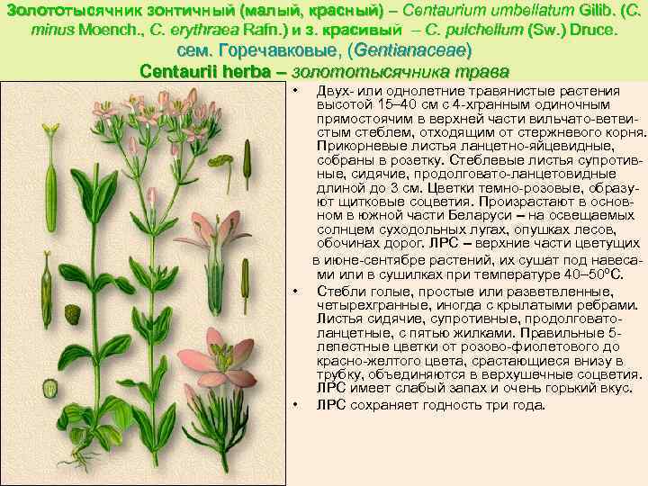 Золототысячник зонтичный (малый, красный) – Centaurium umbellatum Gilib. (C. minus Moench. , C. erythraea