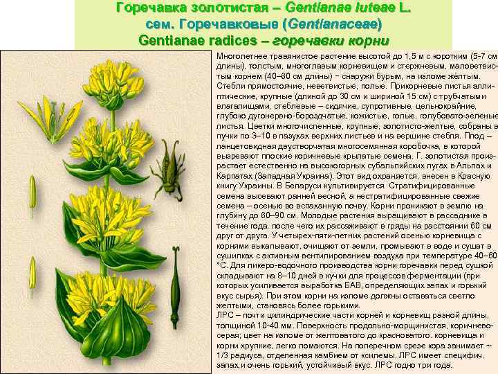 Горечавка золотистая – Gentianae luteae L. сем. Горечавковые (Gentianaceae) Gentianae radices – горечавки корни