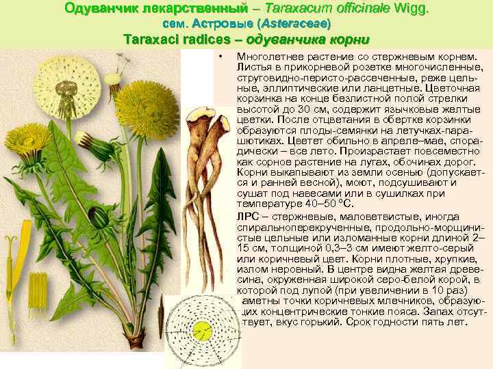 Одуванчик лекарственный – Taraxacum officinale Wigg. сем. Астровые (Asteraceae) Taraxaci radices – одуванчика корни