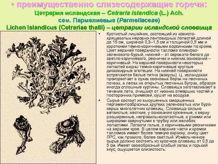  • преимущественно слизесодержащие горечи: Цетрария исландская – Cetraria islandica (L. ) Ach. сем.