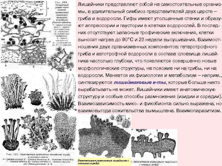 Лишайники представляют собой не самостоятельные организмы, а удивительный симбиоз представителей двух царств – гриба
