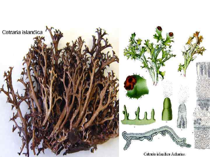 Cetraria islandica 