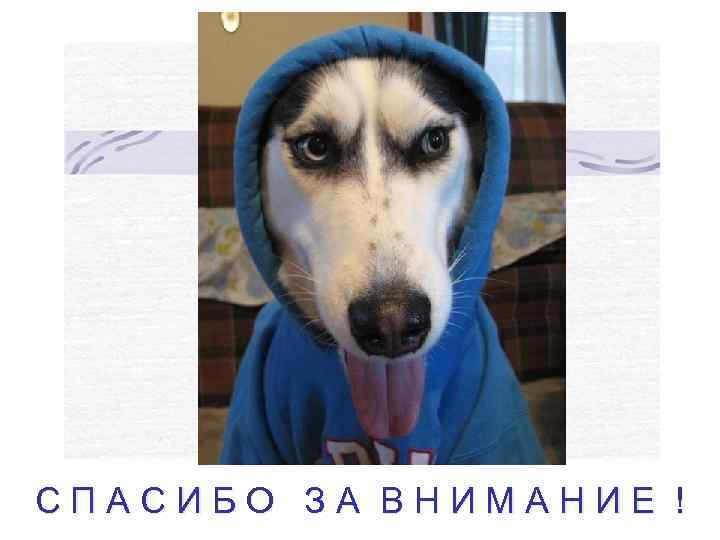 СПАСИБО ЗА ВНИМАНИЕ ! 