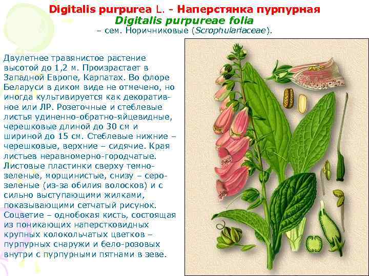 Digitalis purpurea L. - Наперстянка пурпурная Digitalis purpureae folia – сем. Норичниковые (Scrophulariaceae). Двулетнее