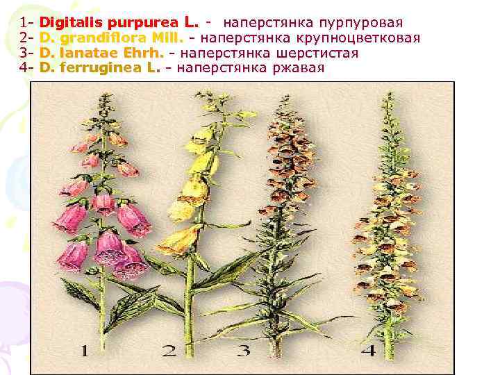 1234 - Digitalis purpurea L. - наперстянка пурпуровая D. grandiflora Mill. - наперстянка крупноцветковая