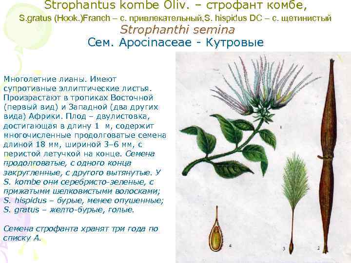 Strophantus kombe Oliv. – строфант комбе, S. gratus (Hook. )Franch – с. привлекательный, S.