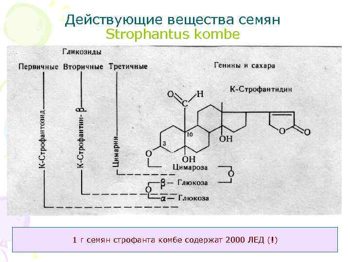 Действующие вещества семян Strophantus kombe 1 г семян строфанта комбе содержат 2000 ЛЕД (!)