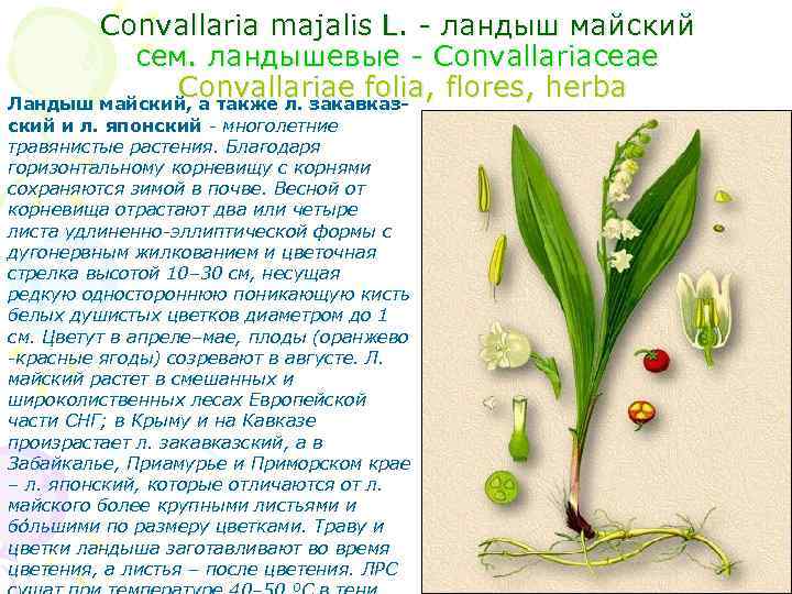 Convallaria majalis L. - ландыш майский cем. ландышевые - Convallariaceae Convallariae folia, flores, herba