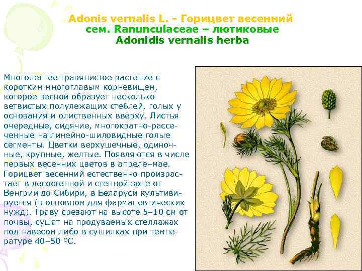 Adonis vernalis L. - Горицвет весенний cем. Ranunculaceae – лютиковые Adonidis vernalis herba Многолетнее
