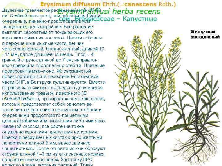 Erysimum diffusum Ehrh. (=canescens Roth. ) Erysimi diffusi herba recens Двулетнее травянистое растение высотой