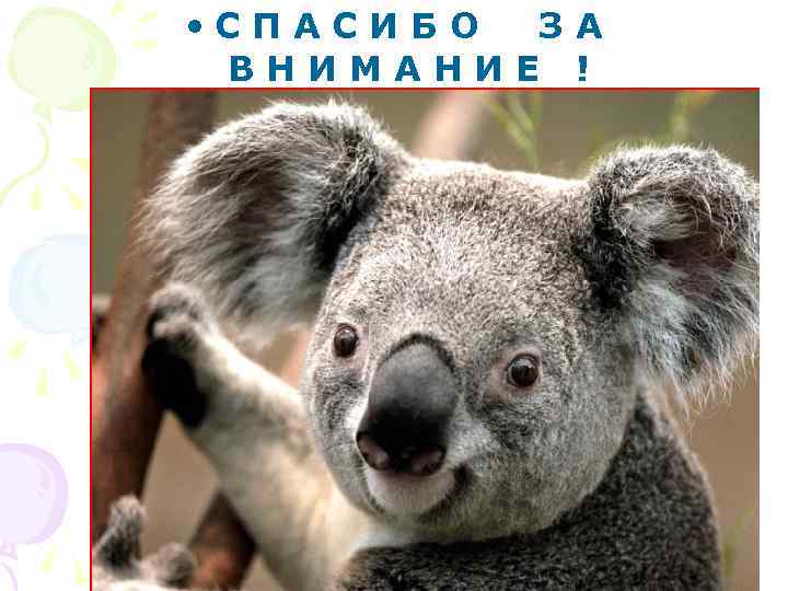  • СПАСИБО ЗА ВНИМАНИЕ ! 