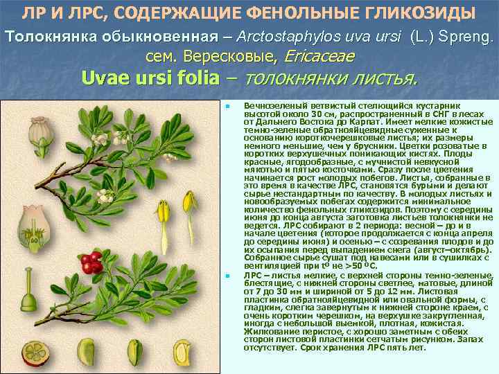 ЛР И ЛРС, СОДЕРЖАЩИЕ ФЕНОЛЬНЫЕ ГЛИКОЗИДЫ Толокнянка обыкновенная – Arctostaphylos uva ursi (L. )