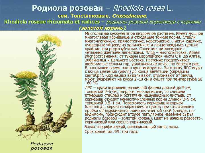 Родиола розовая – Rhodiola rosea L. сем. Толстянковые, Crassulaceae. Rhodiola roseae rhizomata et radices