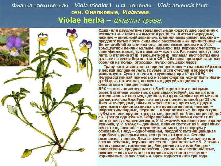 Фиалка трехцветная – Viola tricolor L. и ф. полевая – Viola arvensis Murr. сем.