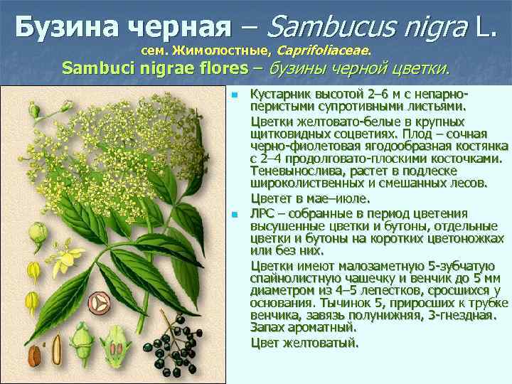 Бузина черная – Sambucus nigra L. сем. Жимолостные, Caprifoliaceae. Sambuci nigrae flores – бузины