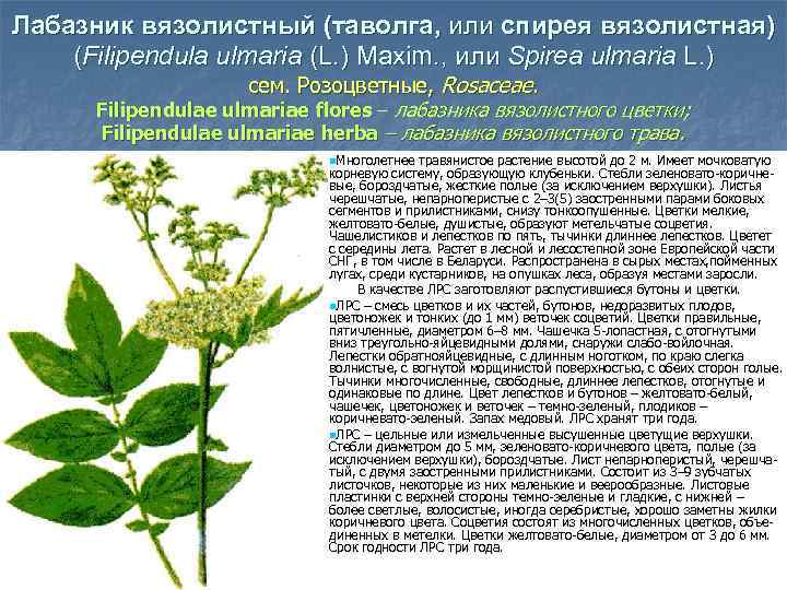 Лабазник вязолистный (таволга, или спирея вязолистная) (Filipendula ulmaria (L. ) Maxim. , или Spirea