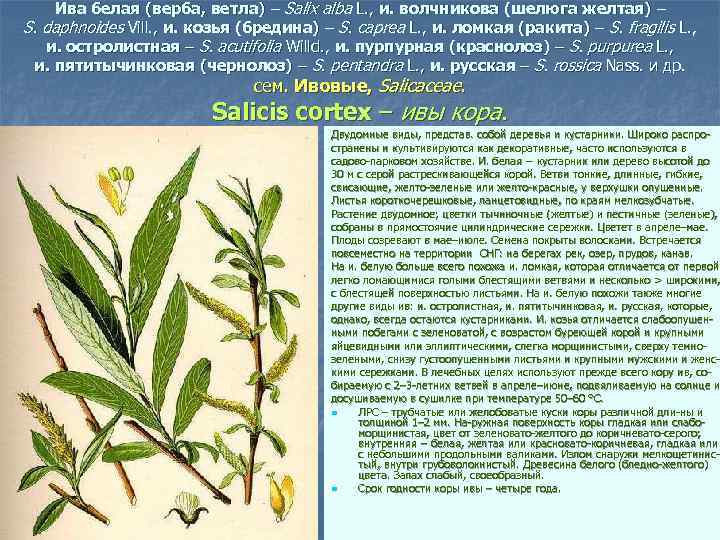 Ива белая (верба, ветла) – Salix alba L. , и. волчникова (шелюга желтая) –