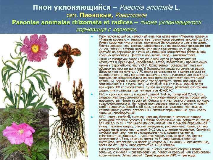 Пион уклоняющийся – Paeonia anomala L. сем. Пионовые, Paeonaceae Paeoniae anomalae rhizomata et radices