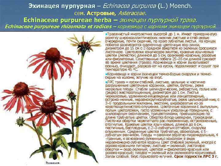 Эхинацея пурпурная – Echinacea purpurea (L. ) Moench. сем. Астровые, Asteraceae. Echinaceae purpureae herba