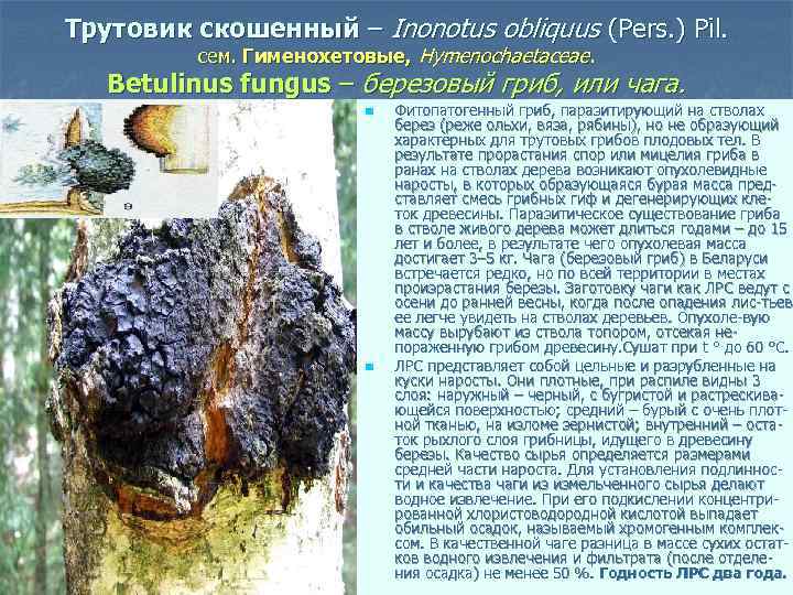 Трутовик скошенный – Inonotus obliquus (Pers. ) Pil. сем. Гименохетовые, Hymenochaetaceae. Betulinus fungus –