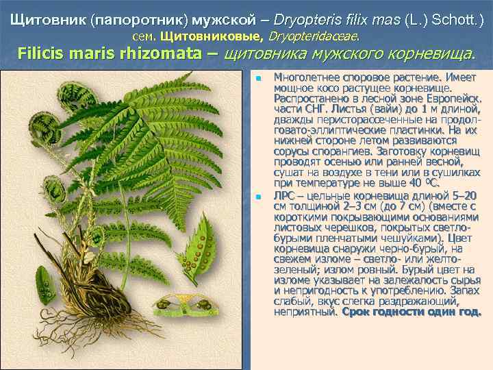 Щитовник (папоротник) мужской – Dryopteris filix mas (L. ) Schott. ) сем. Щитовниковые, Dryopteridaceae.