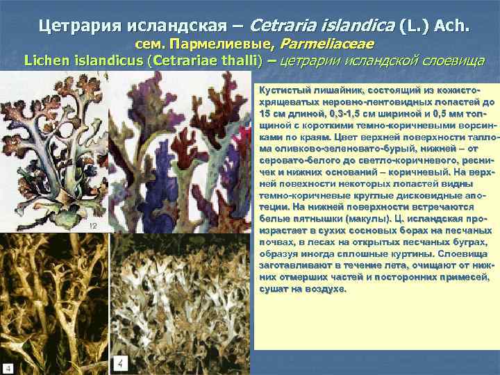 Цетрария исландская – Cetraria islandica (L. ) Ach. сем. Пармелиевые, Parmeliaceae Lichen islandicus (Cetrariae