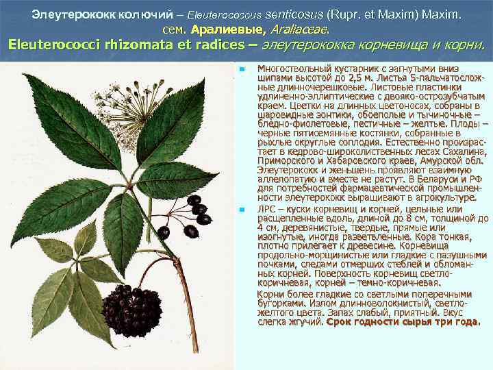 Элеутерококк колючий – Eleuterococcus senticosus (Rupr. et Maxim) Maxim. сем. Аралиевые, Araliaceae. Eleuterococci rhizomata