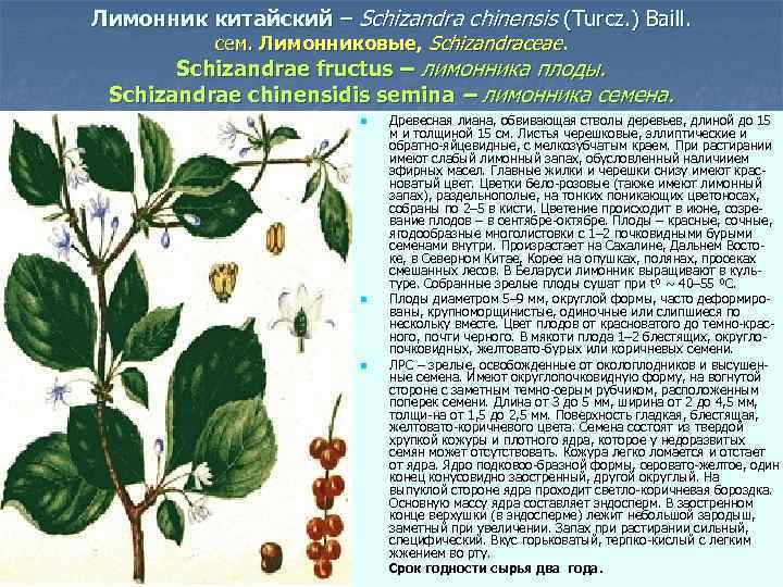 Лимонник китайский – Schizandra chinensis (Turcz. ) Baill. сем. Лимонниковые, Schizandraceae. Schizandrae fructus –